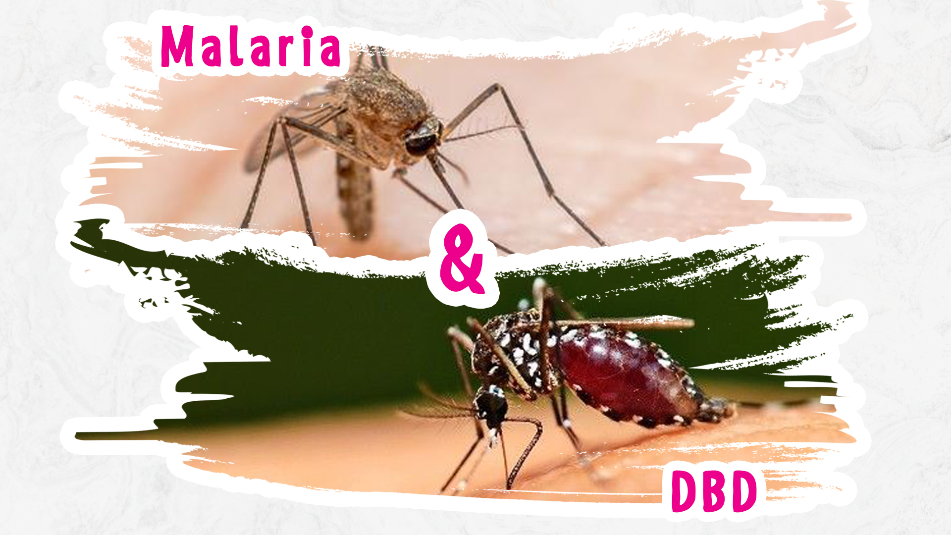 Perbedaan Malaria dan DBD